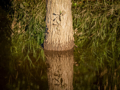 Tree trunk standing in calm water with a clear vertical reflection and blurred green grass reeds in the background