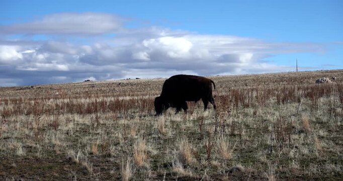 Side profile of wild American bison eating grass in Utah landscape