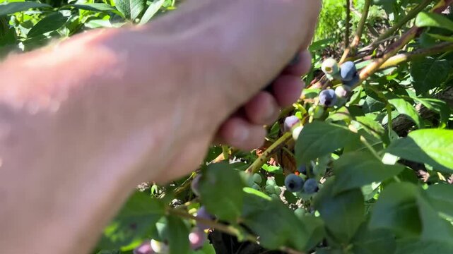 Hand picking cultivated blueberries on a farm