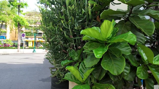Lush Potted Fiddle Leaf Fig and Cactus on Urban Street