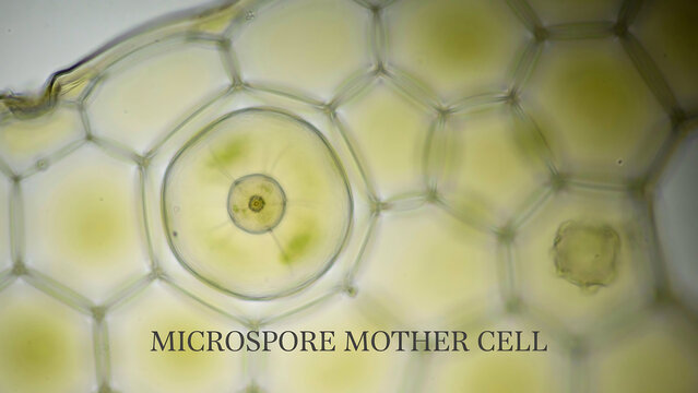 Microspore mother cell in plant tissue under microscope  biological science research concept