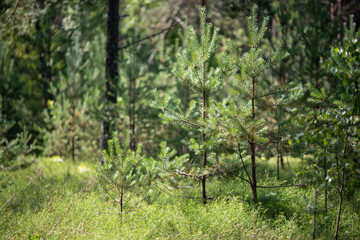 Fototapeta premium Small trees are present in a forest area surrounded by green grass and shrubs. Sunlight filters through the leaves, creating a natural scene of plants