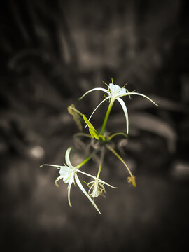 High-angle selective color shot of spider lilies on a dark desaturated background