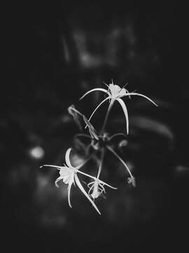 High-angle black and white shot of delicate spider lilies on a dark background