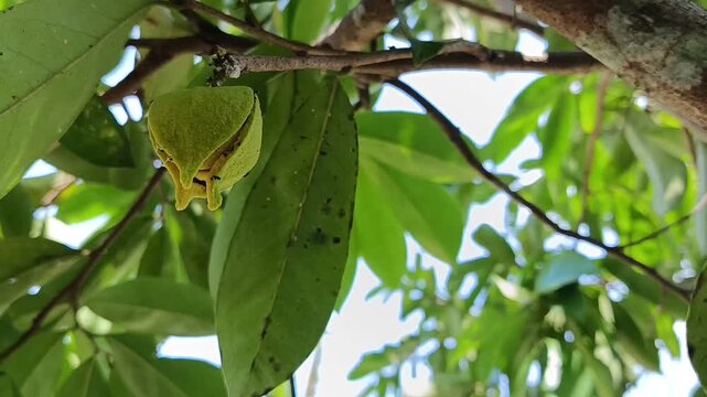 Soursop Flower Close Up on Tree (Annona muricata)