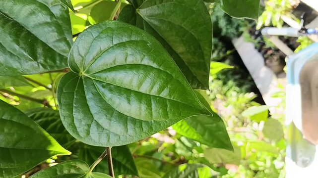Green Betel Leaf Close Up (Piper betle)