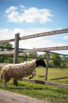 A sheep is leaping over a wooden fence in a grassy field. The sun is shining and blue skies are visible. The scene shows rural life and animal movement