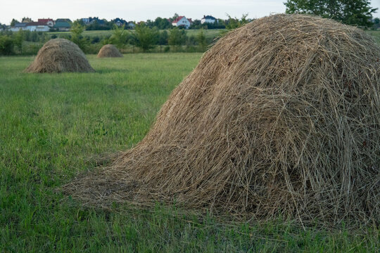 In the evening light, haystacks sit in a green field on a farm. Trees and distant houses are visible, creating a simple rural scene