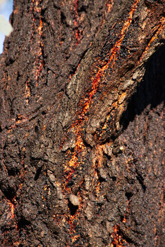 mugga ironbark or red ironbark bark (Eucalyptus sideroxylon)