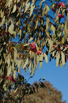 mugga ironbark or red ironbark flowers (Eucalyptus sideroxylon)