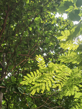 A high-resolution low-angle photograph capturing a lush forest tree canopy filled with delicate, translucent light green foliage brightly illuminated from behind by natural sunlight. 