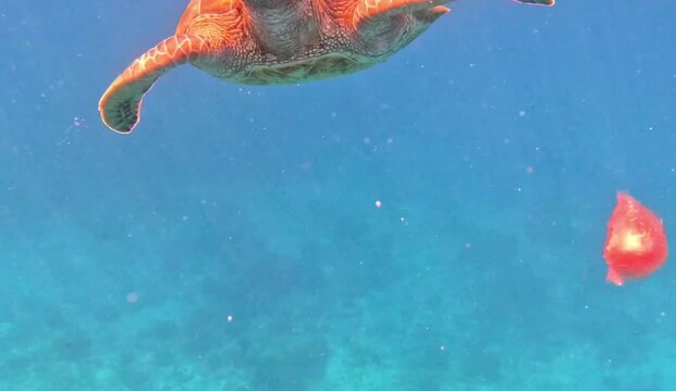 Underwater Tropical Scene with Green Sea Turtle Swimming Among Blue Coral Reef, Colorful Fish and Red Flower Reflections in Ocean Water Vector Illustration