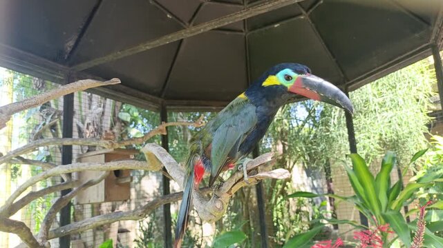 Colorful green aracari bird sits on a wooden branch inside a sanctuary cage.