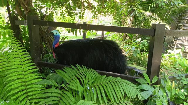 Large southern cassowary bird with blue neck and red wattles standing in lush tropical garden environment.