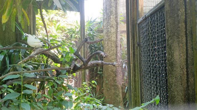 Endangered Bali Myna bird hopping on a branch inside a lush zoo aviary