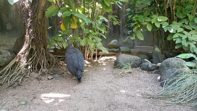 Endangered maleo bird searching for food in a lush green habitat