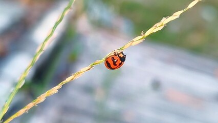 ladybug on a leaf © Macromedia 