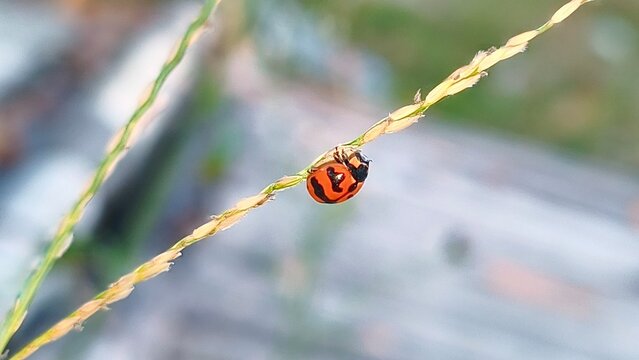 ladybug on a leaf