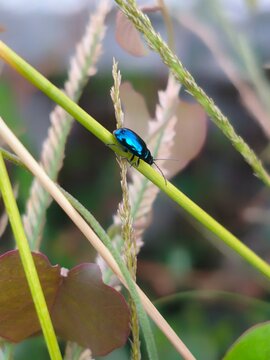 blue bug on a leaf