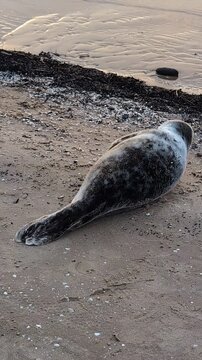 Cute adorable grey seal pup resting on a Baltic sea beach