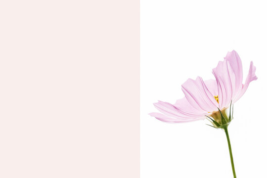 Minimalist pink cosmos flower web banner template with vertical dusty rose copy space block