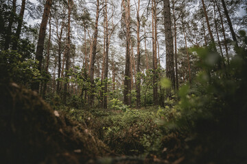 Fototapeta premium Atmospheric view inside a dense forest, cinematic mood