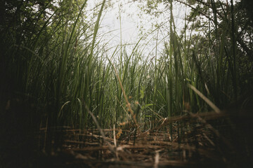 Fototapeta premium Low angle view of wild grasses in a meadow, soft natural light