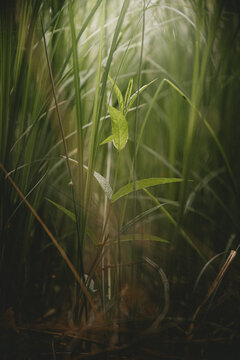 Close-up of forest moss and wild grass, natural woodland texture