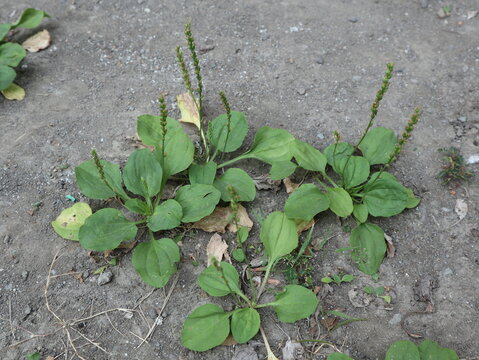 Wild broadleaf plantain (Plantago major) growing naturally in a rural home yard in Java, Indonesia. Medicinal herb thriving among soil and wild grasses in a tropical environment.