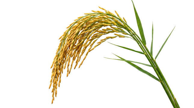Mature rice plant with golden grains on a black background