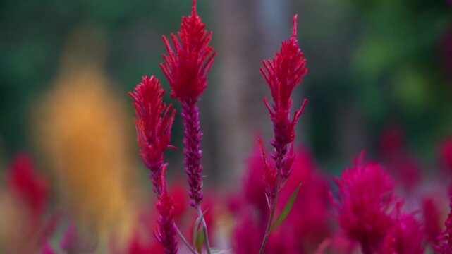 Static close-up shot of bright red Celosia flowers moving gently in the breeze against a soft blurred background