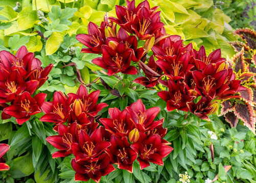 Full frame abstract texture background of blooming red asiatic lilies (lilium auratum) in a bright formal garden