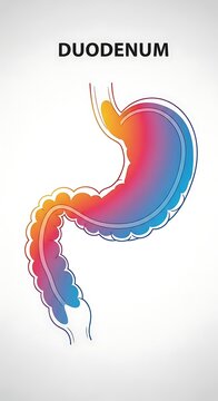 Anatomical illustration of human duodenum in digestive system.