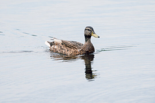 Wild duck bird swimming in lake water
