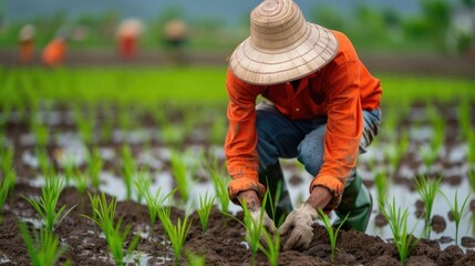 Fototapeta premium A farmer wearing a wide straw hat and orange shirt kneels in a flooded paddy field diligently planting rice seedlings into the wet earth