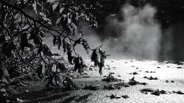 Black and white close up of tree branch, leaves and wet ground during a misty autumn day creating a melancholic ambiance.