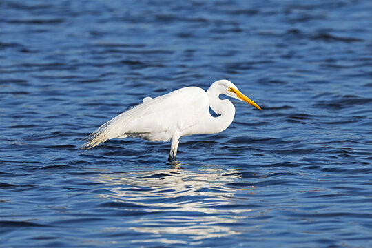 Great Egret Hunting in the Marsh