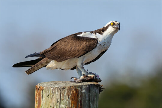 Osprey on Piling with Large Fish