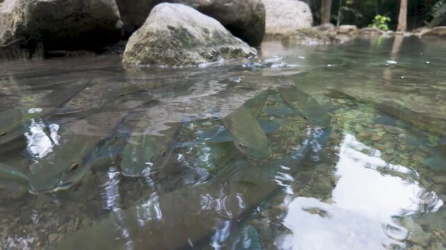Long fish glide just below the surface of a shallow rocky river near large boulders with trees reflected on the water.