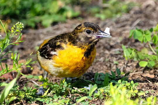 Baltimore Oriole Standing in the Grass