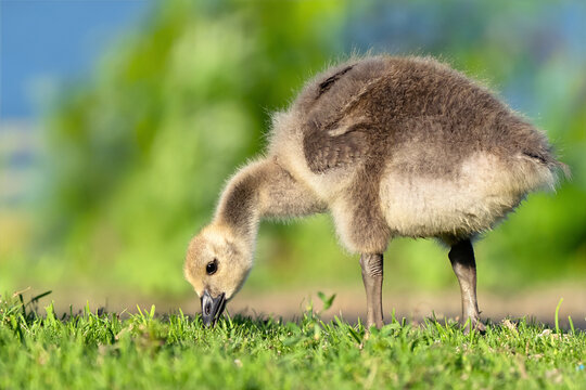 Canada Gosling Feeding in the Grass