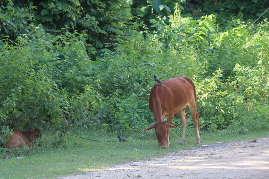 Wild Banteng Cow with Bird Perched on Back Grazing in Lush Green Jungle Forest