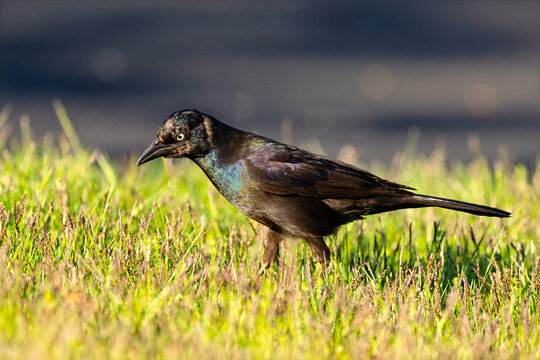 Common Grackle Standing in the Grass