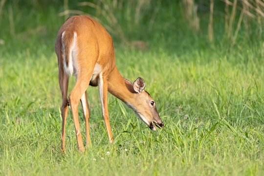 White-tailed Deer Standing in the Grass