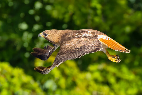 Red-Tailed Hawk in Flight