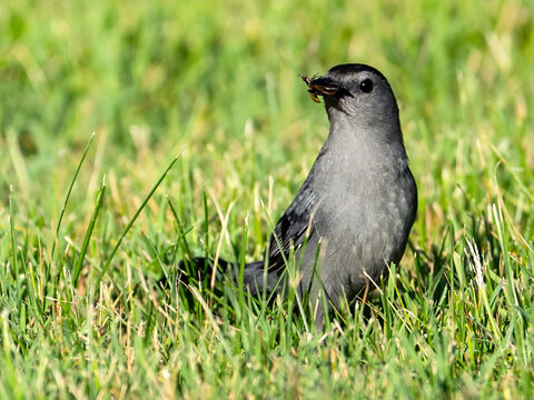 Gray Catbird with Beak Full of Bugs
