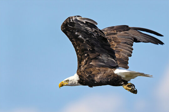 Bald Eagle in Flight Against Blue Sky