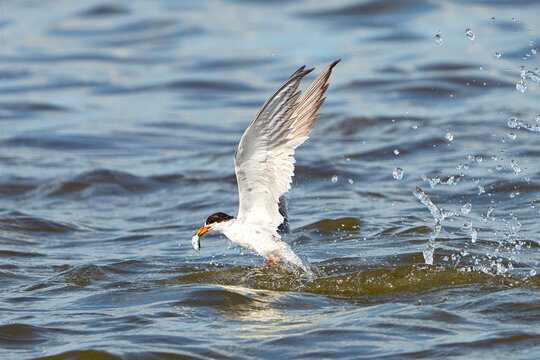 Forster's Tern Pulling Fish out of the Water