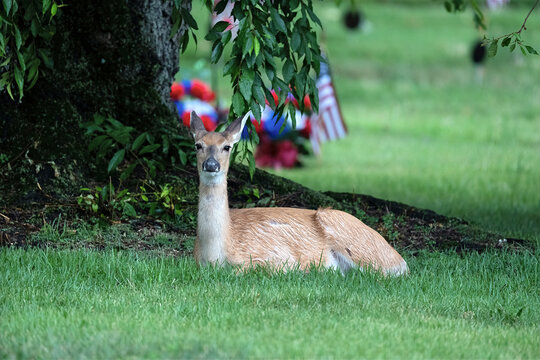 White-Tailed Deer Laying in the Grass