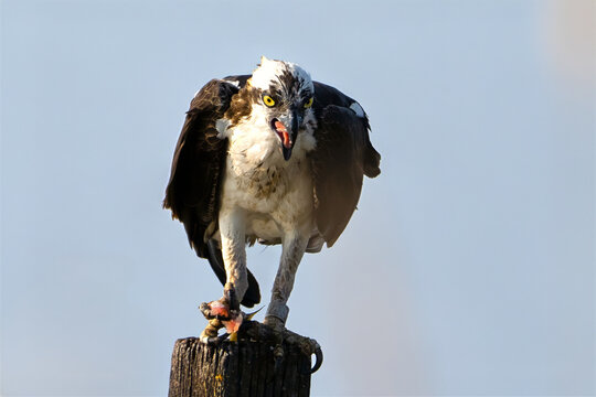 Osprey Eating a Large Fish